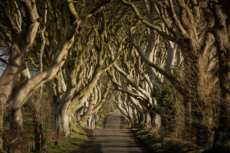 The_Dark_Hedges